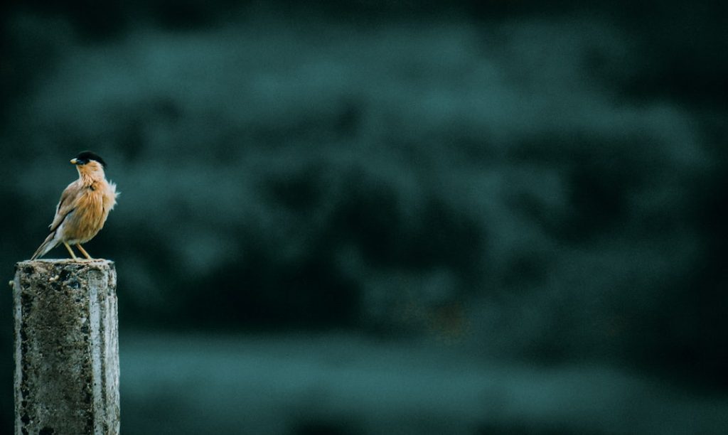 Photo false advertising attorney